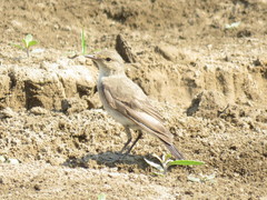 Syrtidicola fluviatilis
