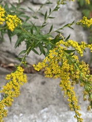 Solidago rupestris