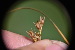 Juncus occidentalis