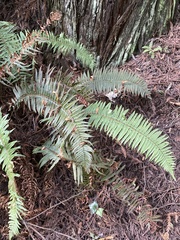 Polystichum munitum
