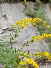 Solidago rupestris