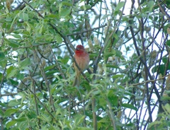 Carpodacus erythrinus