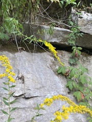 Solidago rupestris
