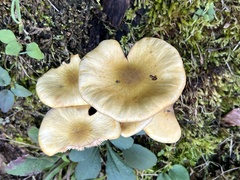 Armillaria mellea