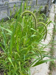 Setaria