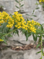 Solidago rupestris