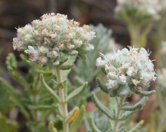 Teucrium capitatum capitatum