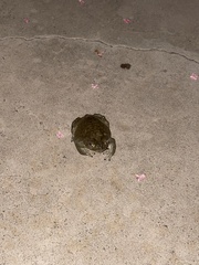 Incilius alvarius