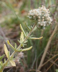 Teucrium capitatum capitatum