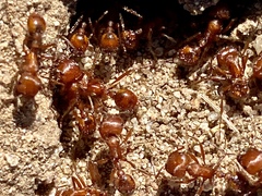 Pogonomyrmex subnitidus