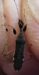 Myodocha serripes