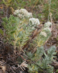 Teucrium capitatum capitatum