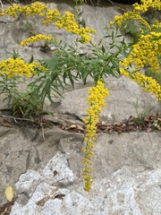 Solidago rupestris