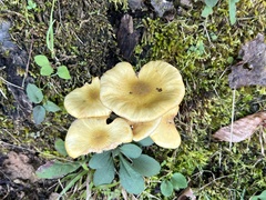 Armillaria mellea