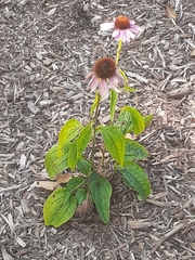 Echinacea