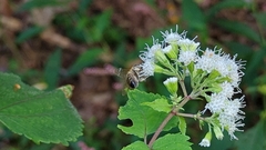 Ageratina