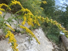 Solidago rupestris