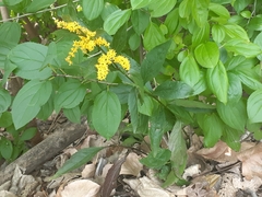 Solidago