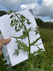 Erechtites hieraciifolius
