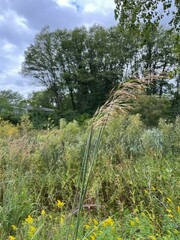 Sorghastrum