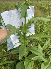 Erechtites hieraciifolius