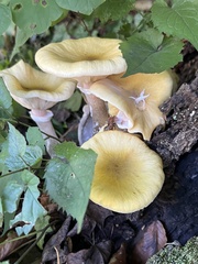 Armillaria mellea