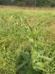 Erechtites hieraciifolius