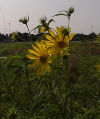 Helianthus maximiliani