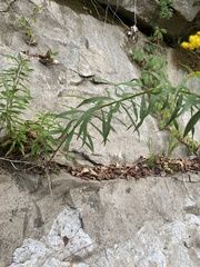 Solidago rupestris