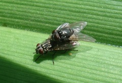 Musca autumnalis