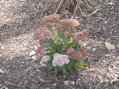 Hylotelephium maximum × spectabile