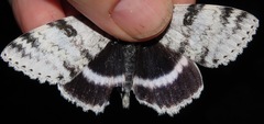 Catocala relicta
