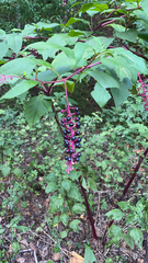 Phytolacca americana