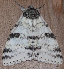 Catocala relicta