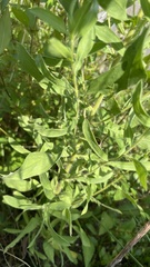 Heterotheca camporum