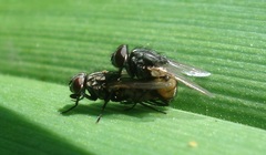 Musca autumnalis