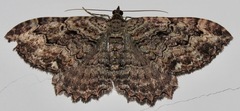 Rheumaptera meadii