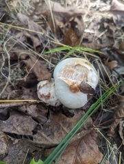 Hypomyces hyalinus