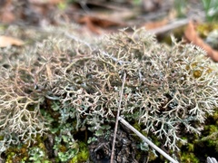 Cladonia rangiformis