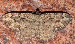 Rheumaptera meadii