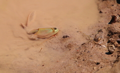 Triops