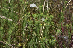 Madia glomerata