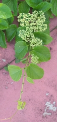Cissus verticillata