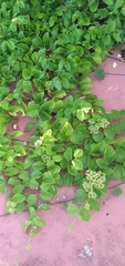 Cissus verticillata