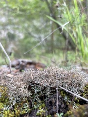 Cladonia rangiformis