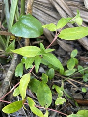 Eclipta prostrata