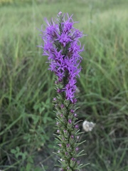 Liatris punctata