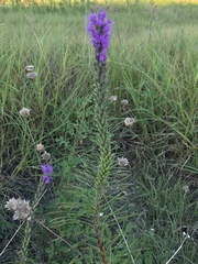 Liatris punctata