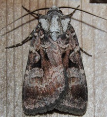 Feltia geniculata