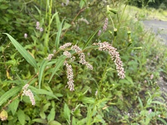 Persicaria lapathifolia